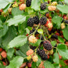 MojoBerry® Mulberry Bush