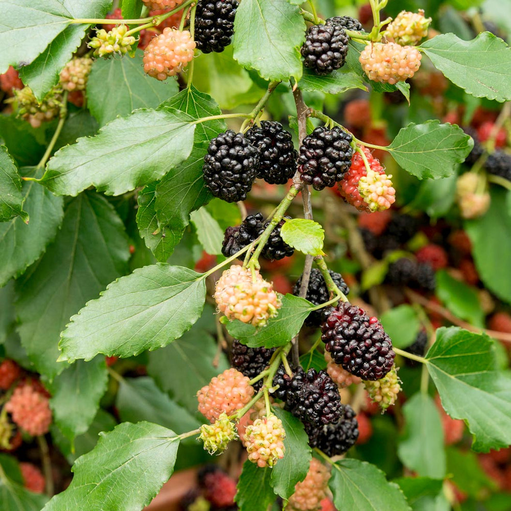 MojoBerry® Mulberry Bush