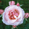 Mother of Pearl® Rose