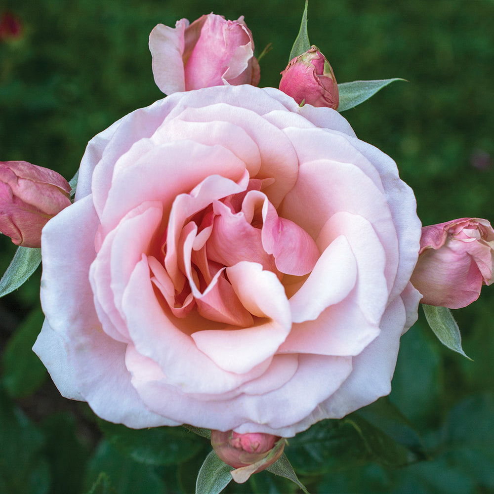 Mother of Pearl® Rose