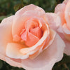 Mother of Pearl® Rose