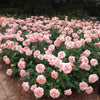 Mother of Pearl® Rose