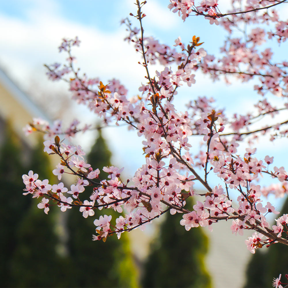 Mount St. Helens® Plum Tree