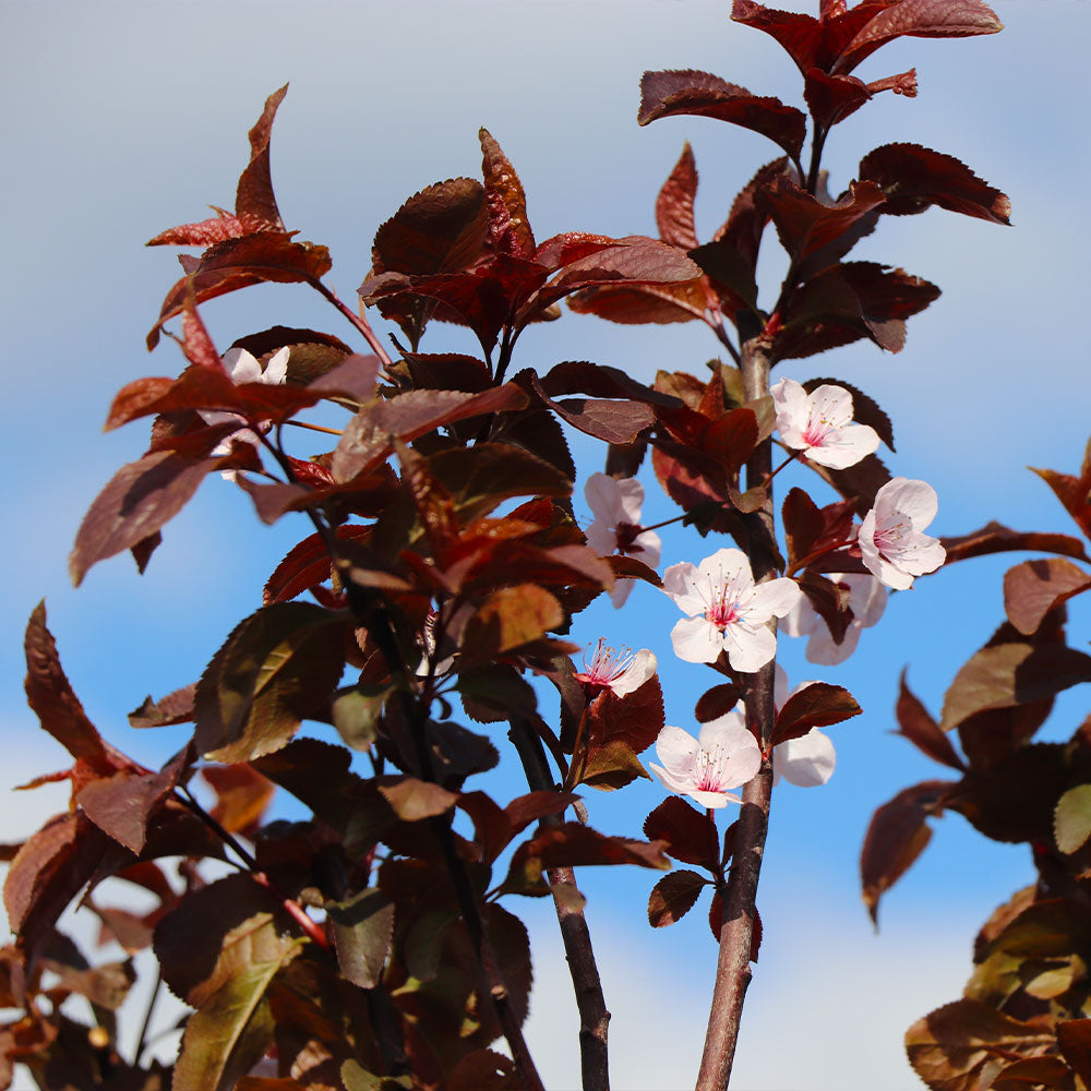 Mount St. Helens® Plum Tree