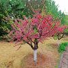 4-in-1 Peach Tree