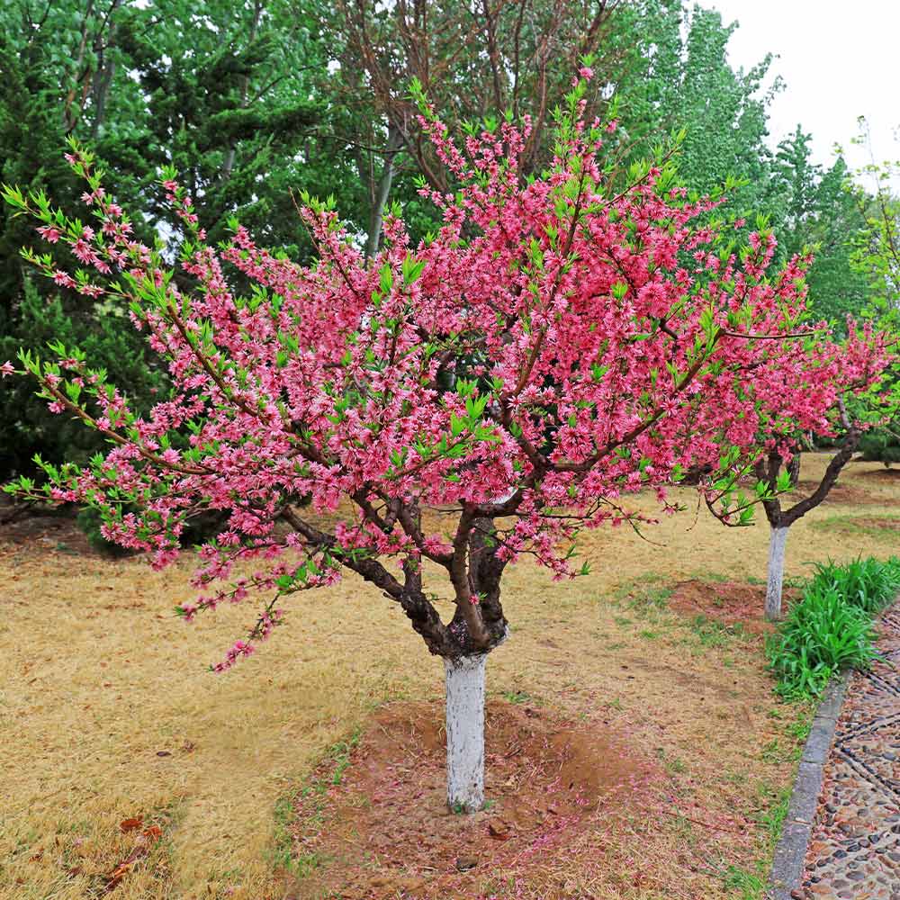 2-in-1 Peach Tree