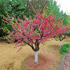3-in-1 Peach Tree