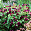 David Austin® Munstead Wood® Rose Bush