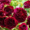 David Austin® Munstead Wood® Rose Bush