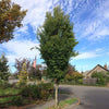 Musashino Columnar Zelkova