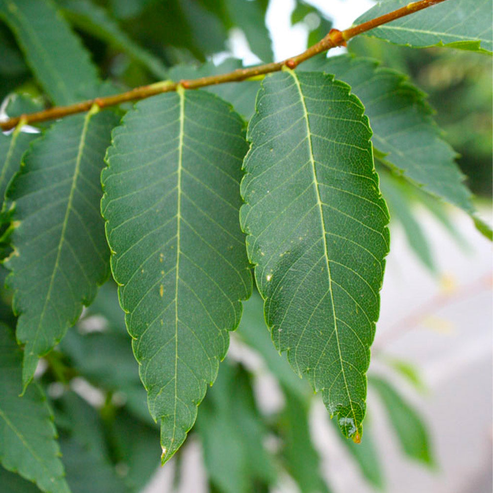 Musashino Columnar Zelkova