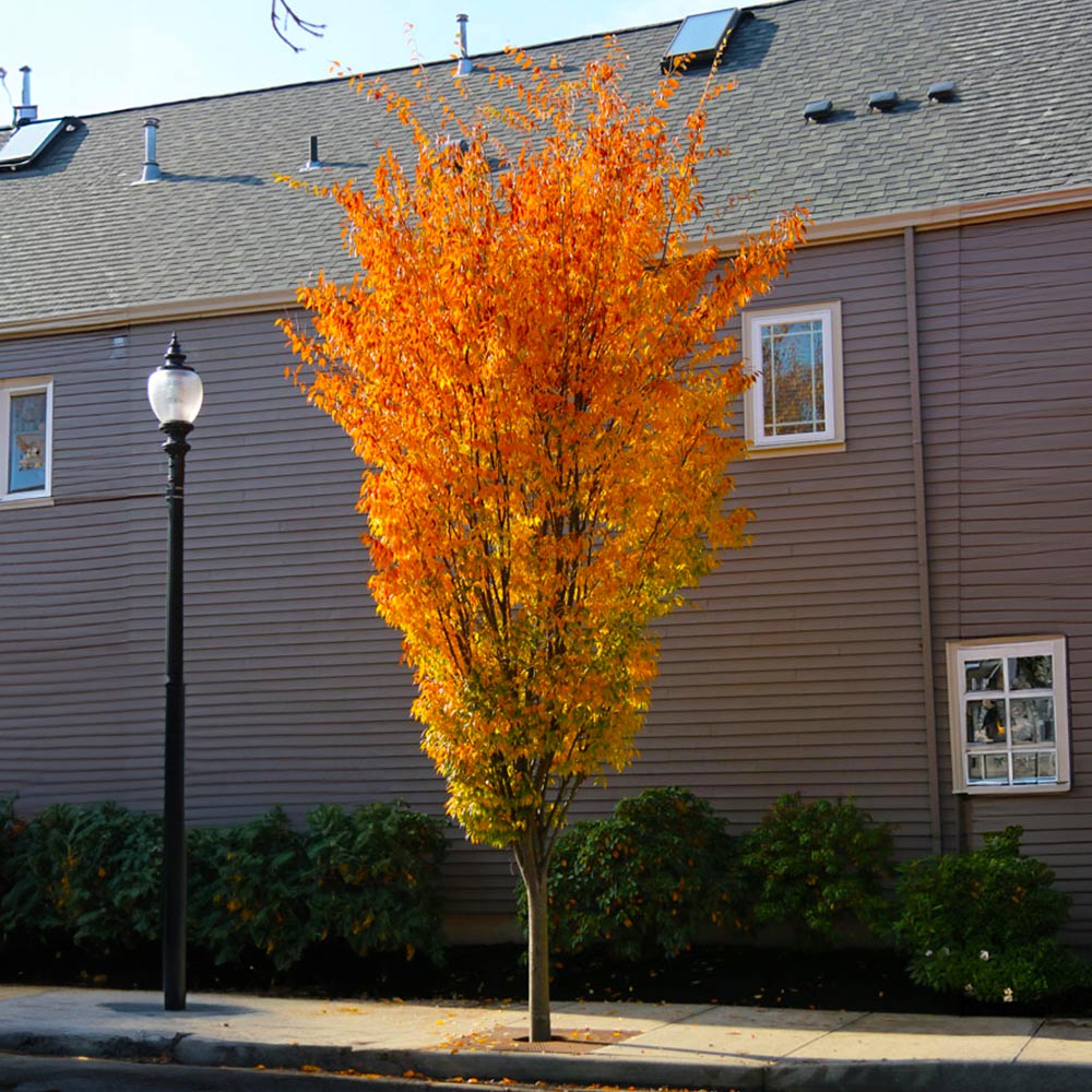 Musashino Columnar Zelkova