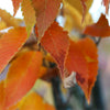 Musashino Columnar Zelkova