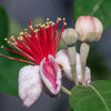 Nazametz Pineapple Guava Bush (Tree Form)
