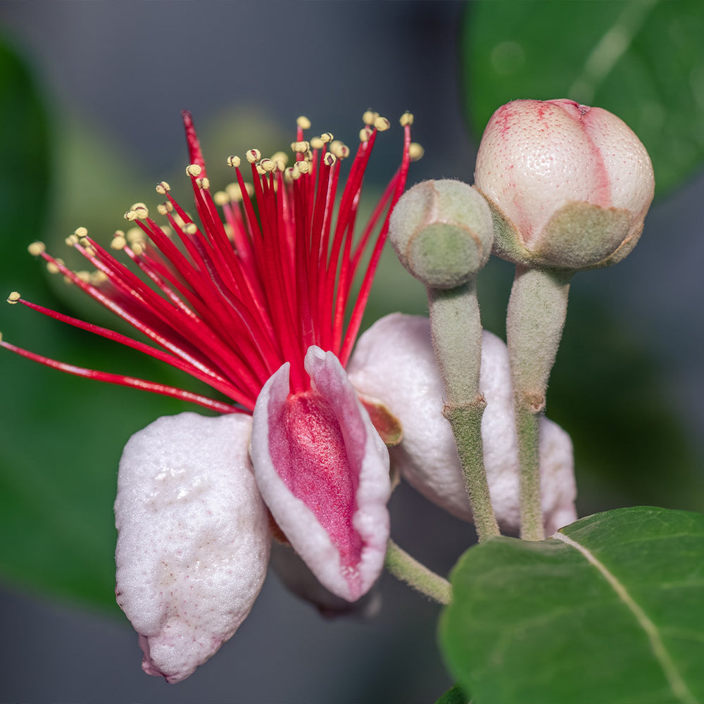 Nazametz Pineapple Guava Bush (Tree Form)