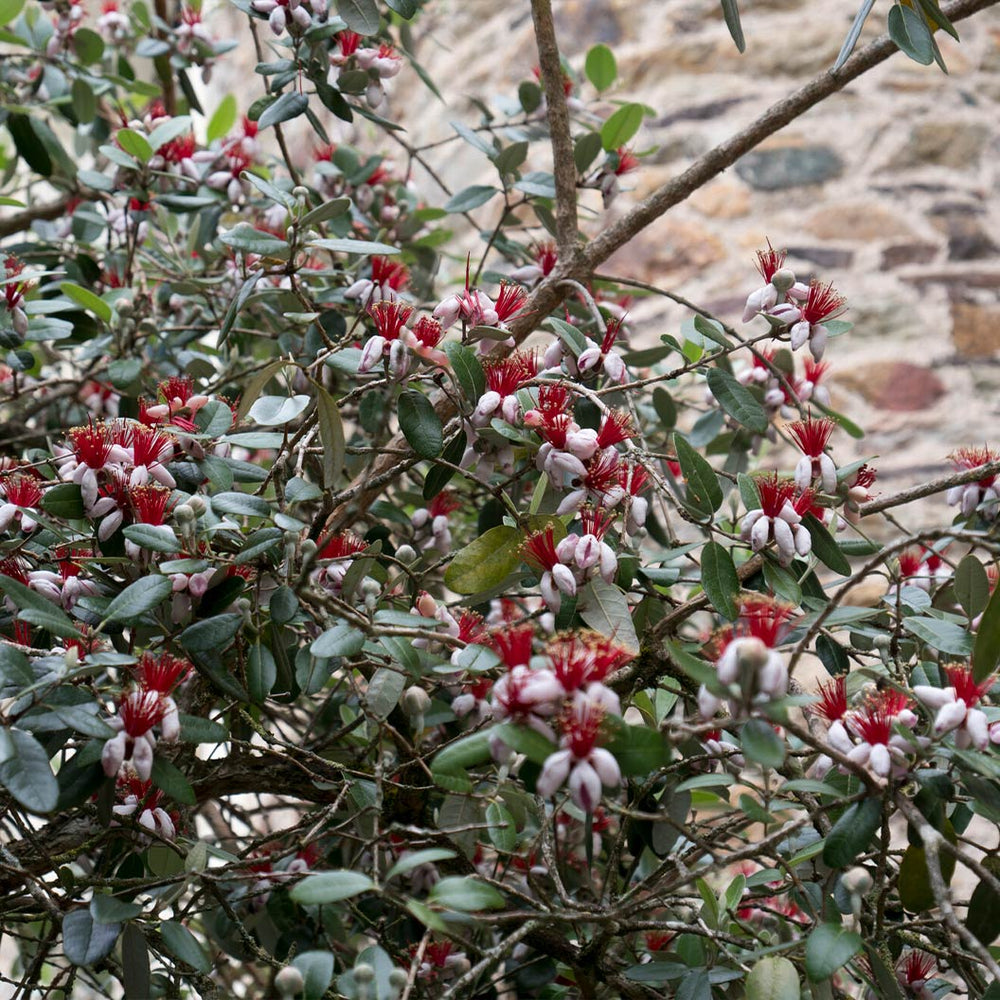 Nazametz Pineapple Guava Bush (Tree Form)