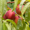 Necta Zee Miniature Nectarine Tree