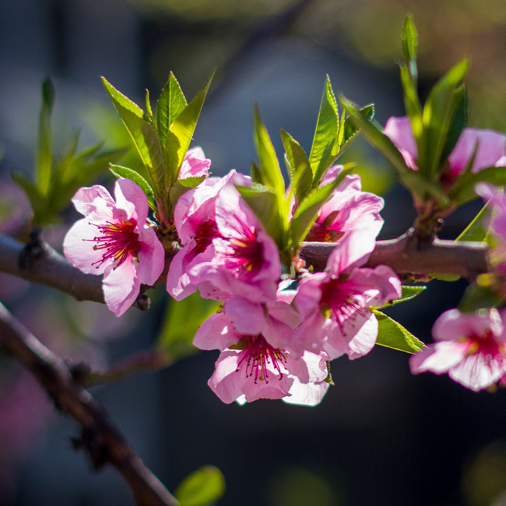 Necta Zee Miniature Nectarine Tree