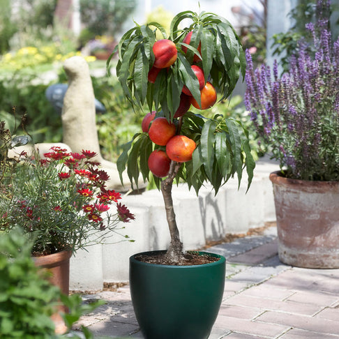 Necta Zee Miniature Nectarine Tree