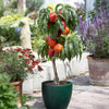 Necta Zee Miniature Nectarine Tree