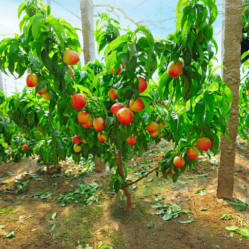 Nectar Babe Patio Nectarine Tree