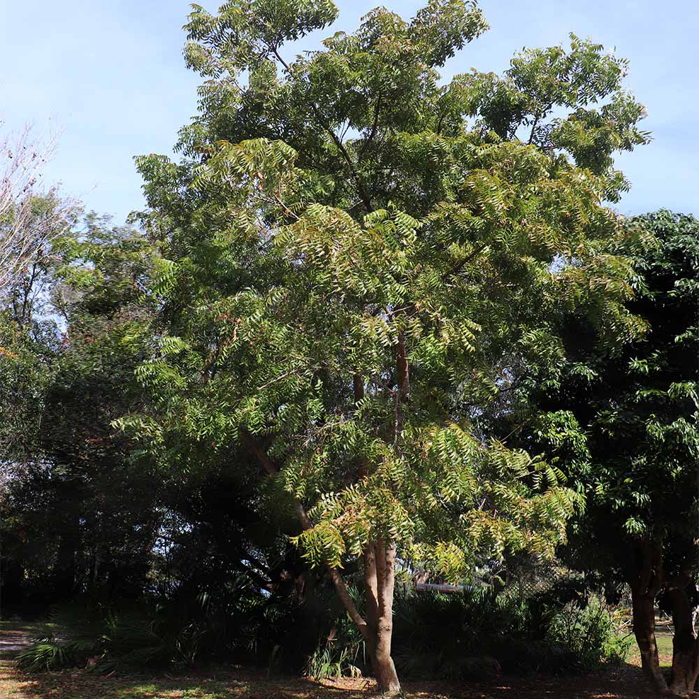 Neem Tree