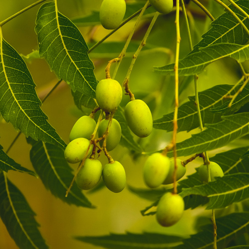 Neem Tree