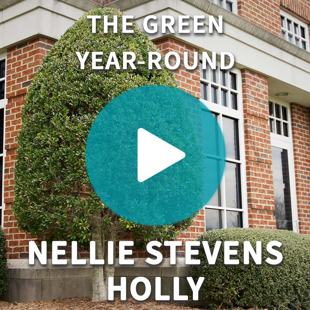 Nellie Stevens Holly Shrub