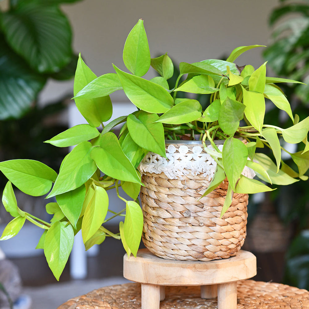 Neon Pothos