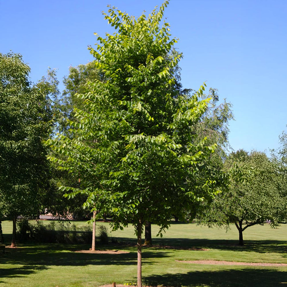 New Harmony American Elm Tree