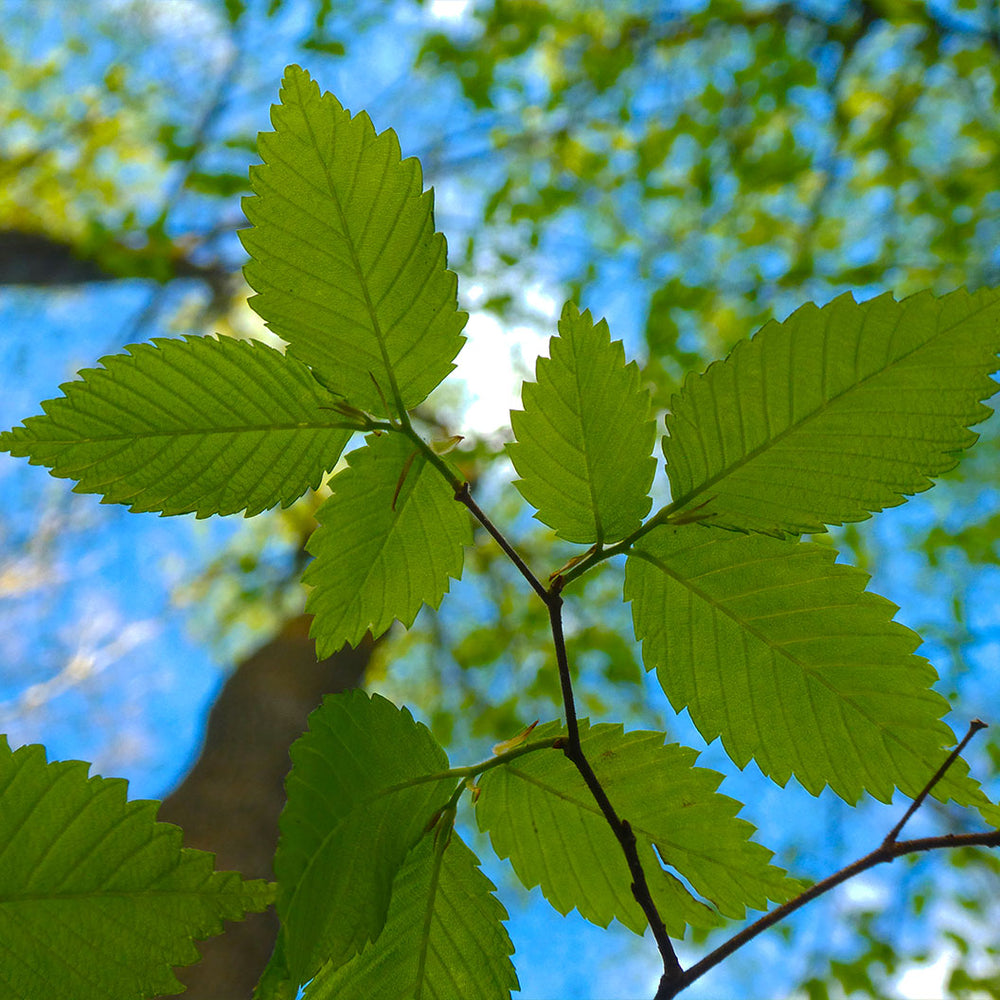 New Harmony American Elm Tree