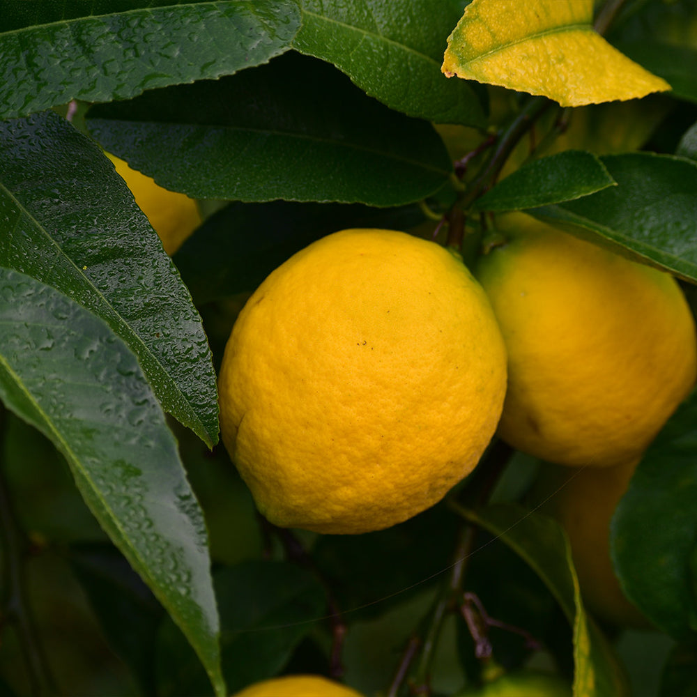 New Zealand Lemonade Tree