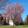 Newport Flowering Plum