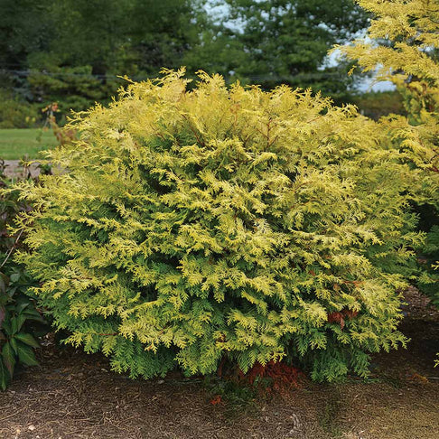 Southern Living® Night Light™ Chamaecyparis Shrub