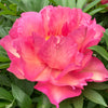 Garden Candy® Noa Jolie™ Itoh Peony Plant