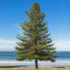 Norfolk Island Pine Tree