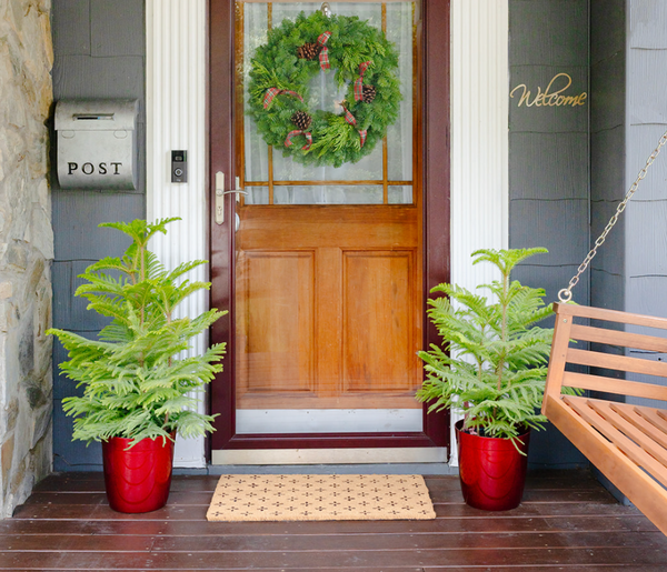 Living Christmas Decor: Deck the Halls with Plants This Year!