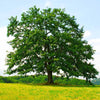 Northern Red Oak Tree
