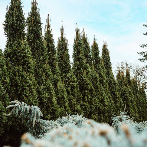 Columnar Norway Spruce