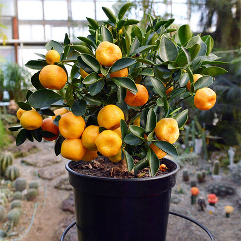 Nules Clementine Bush