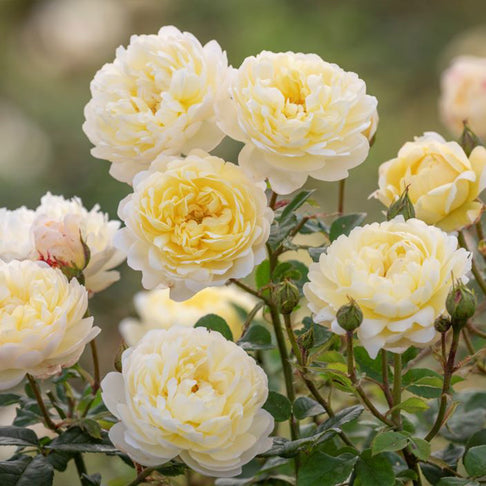 David Austin® Nye Bevan™ Rose Shrub