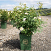 David Austin® Nye Bevan™ Rose Shrub