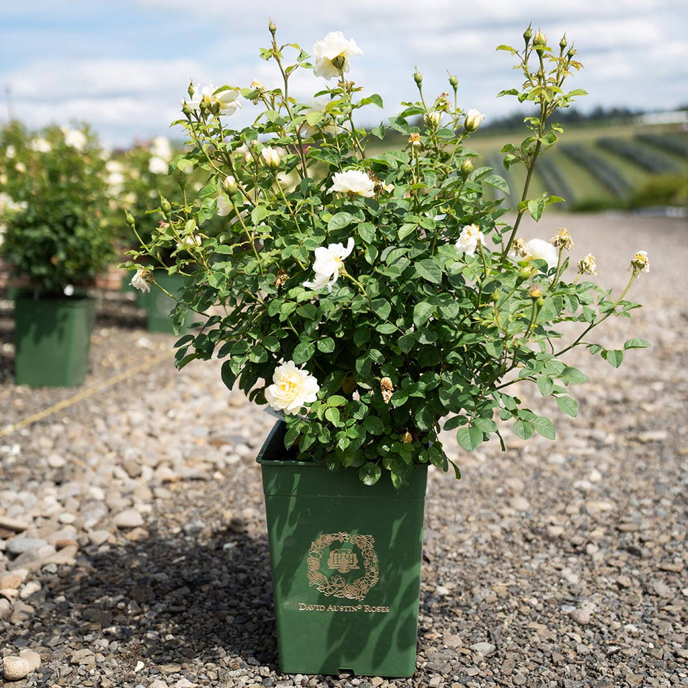 David Austin® Nye Bevan™ Rose Shrub