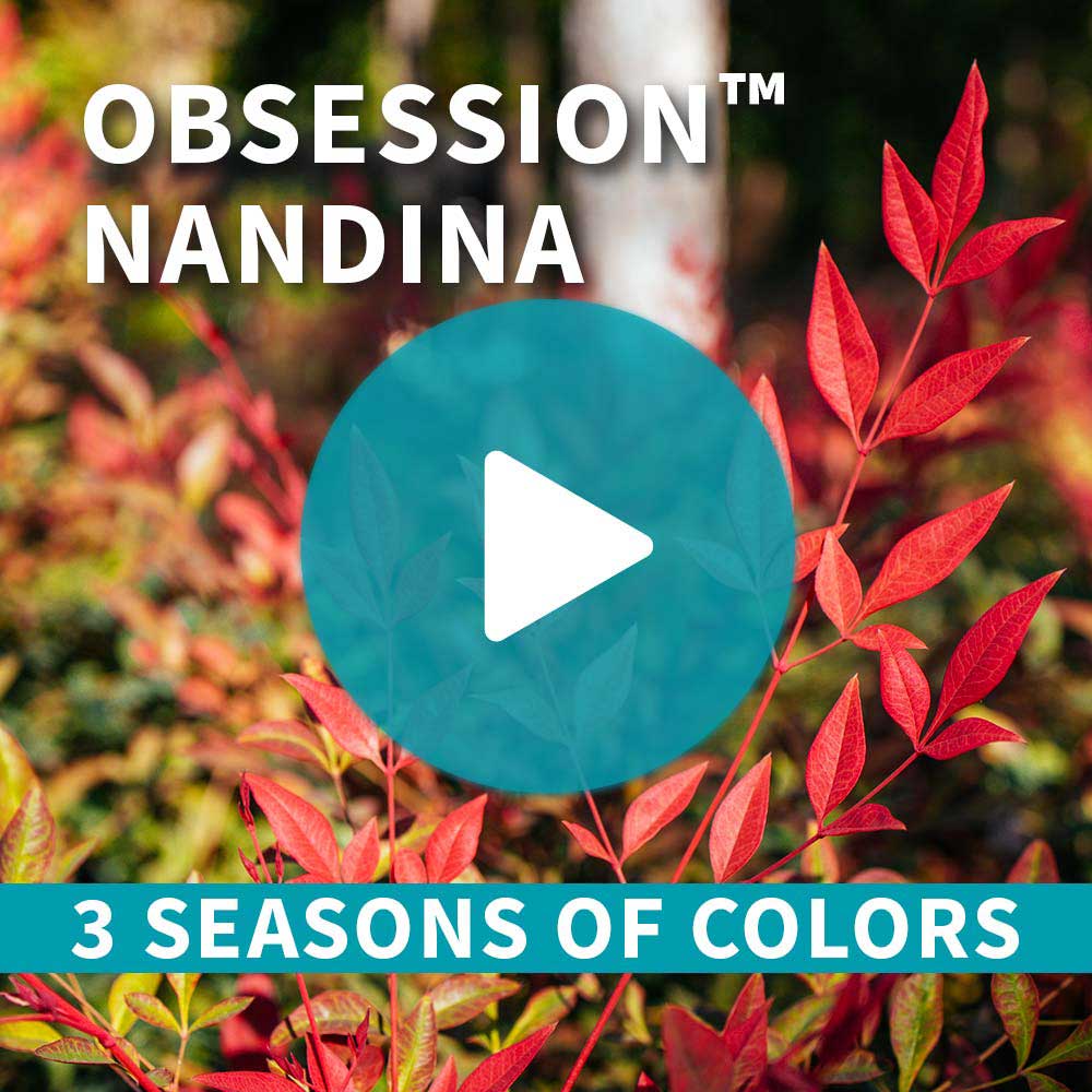 Southern Living® Obsession Nandina Shrub