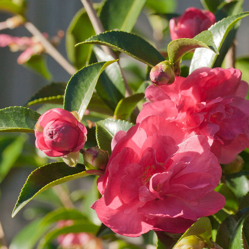 October Magic Rose Camellia
