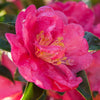 October Magic Rose Camellia