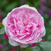 David Austin® Olivia Rose Austin® Rose Bush