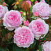David Austin® Olivia Rose Austin® Rose Bush