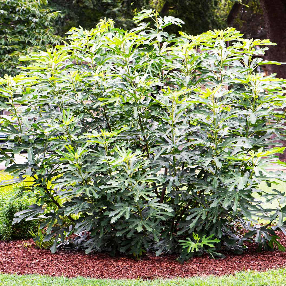 Olympian Fig Tree