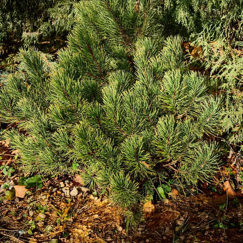 Ophir Mugo Pine Shrub
